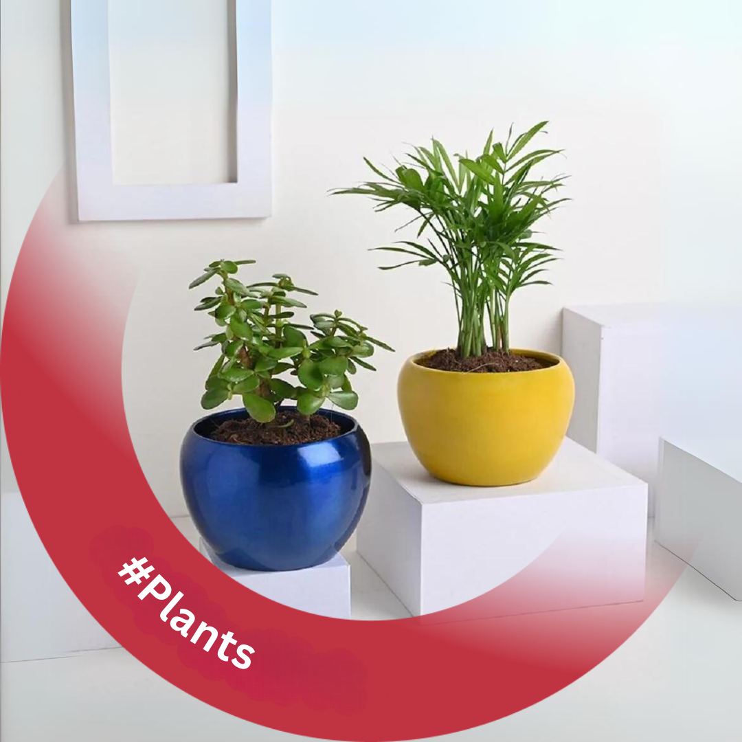 Live Plants